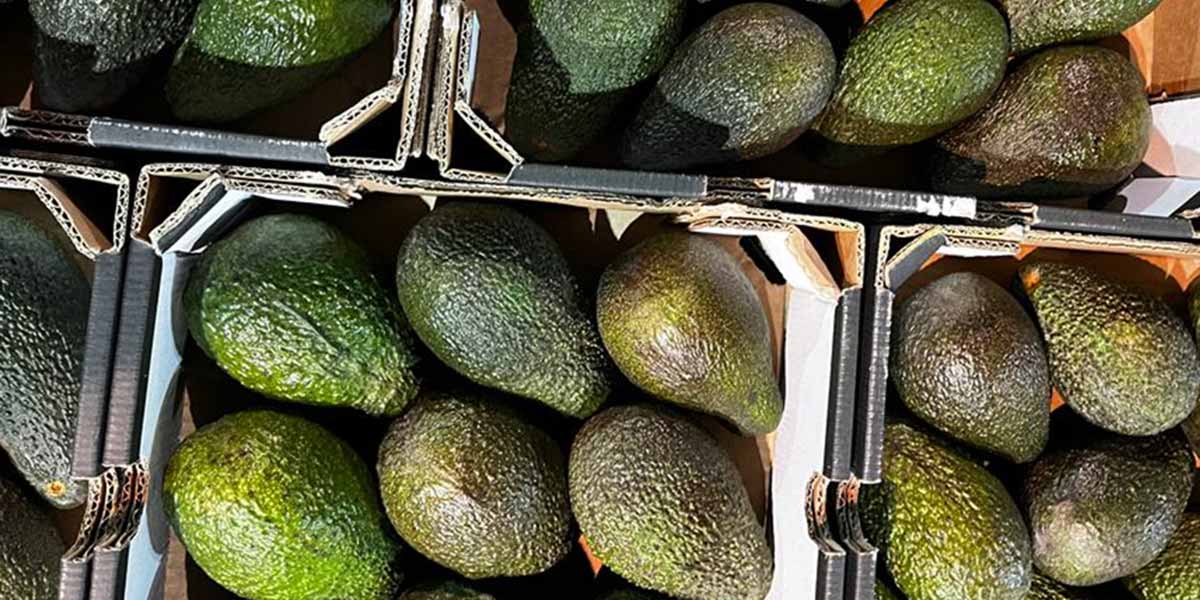 Banane e avocado, ottimo riscontro sul mercato barese